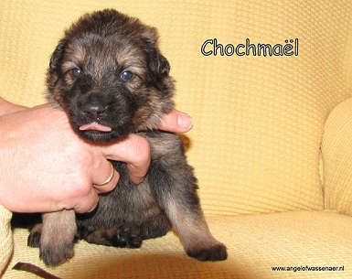 Chochmaël 3 weken